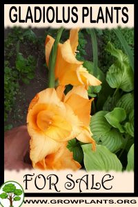 Gladiolus plants for sale
