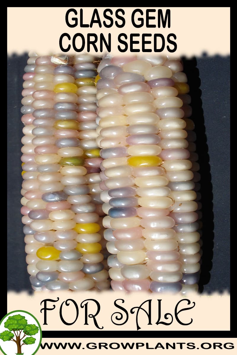 Glass gem corn seeds