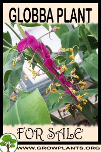 Globba for sale