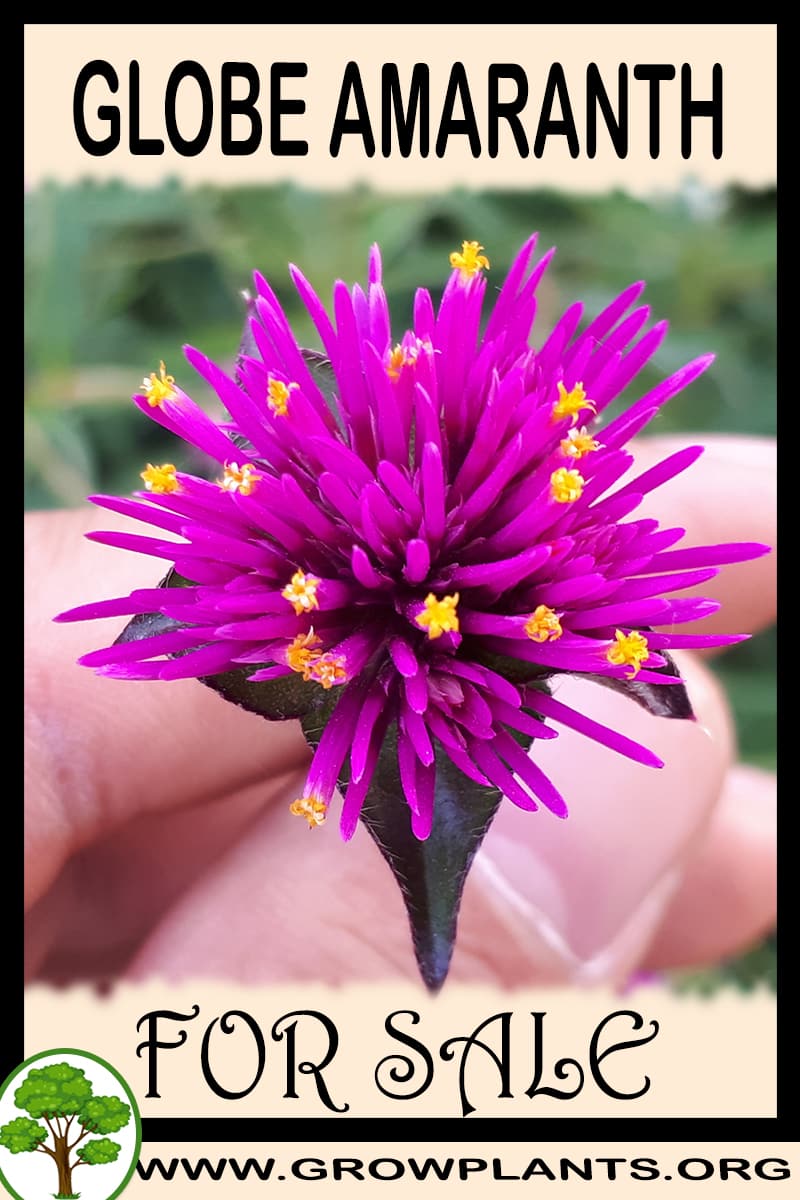 Globe amaranth plants