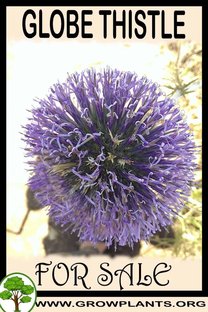 Globe thistle