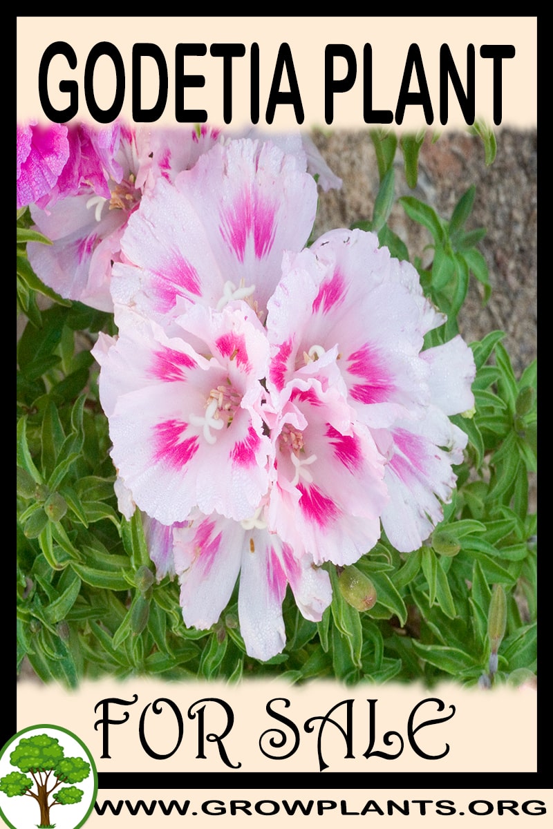 Godetia 