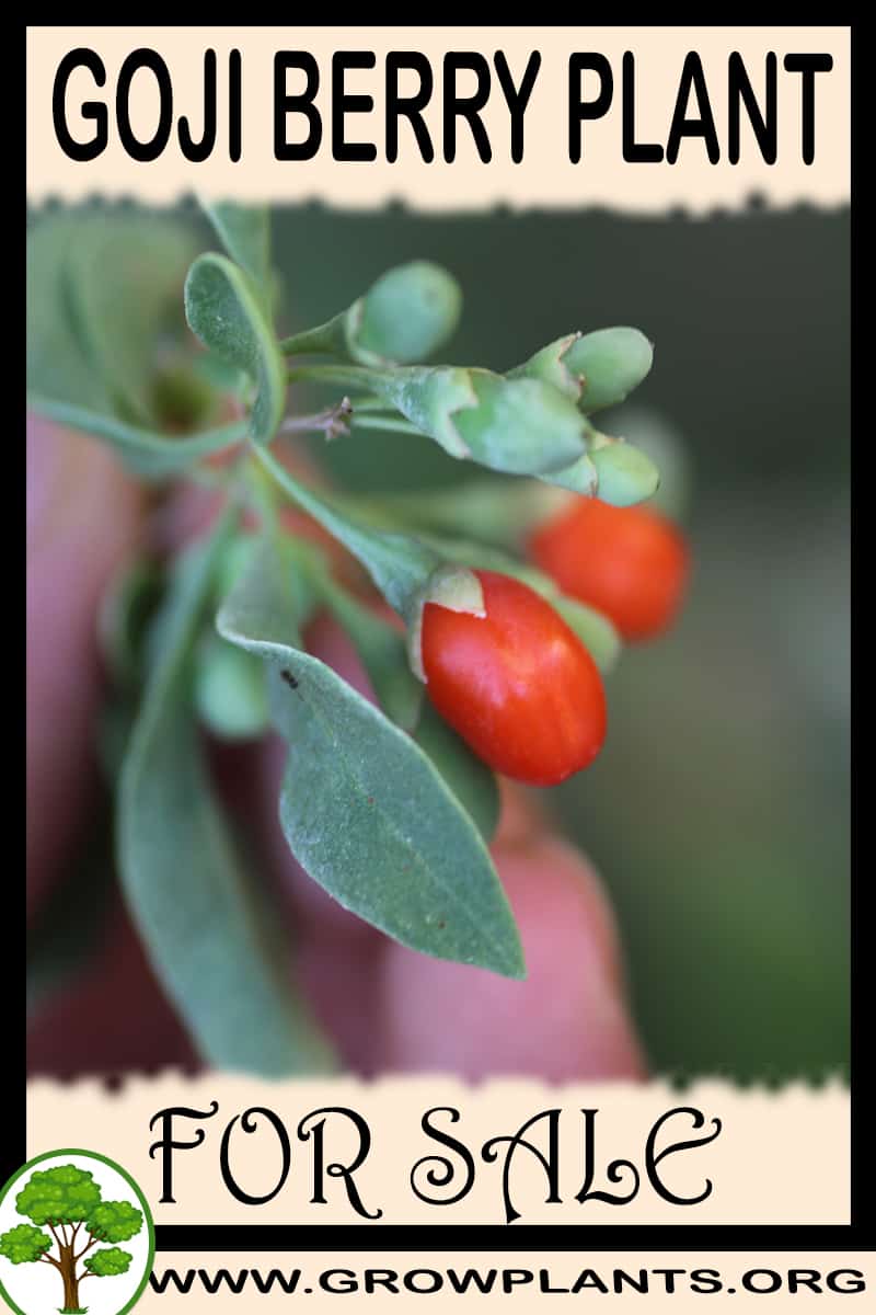 Goji berry