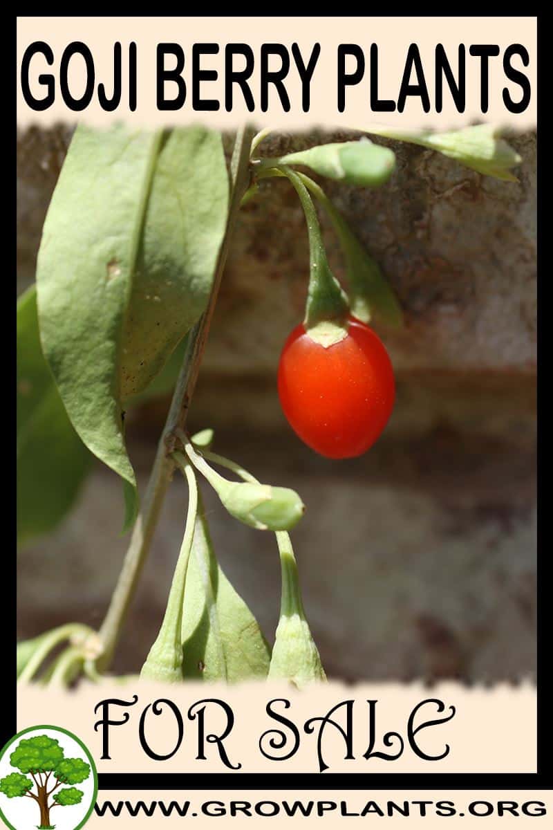 Goji berry plants