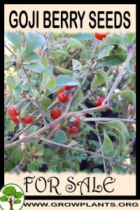 Goji berry seeds for sale