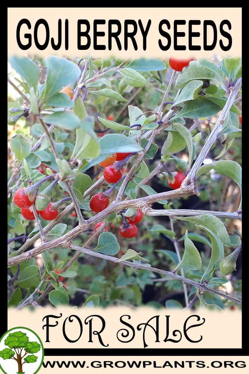 Goji berry seeds