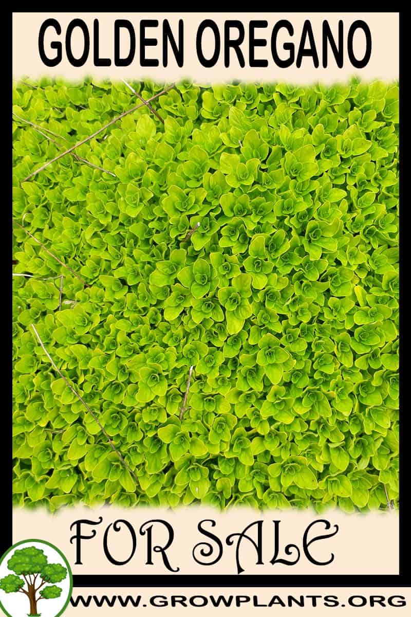Golden oregano