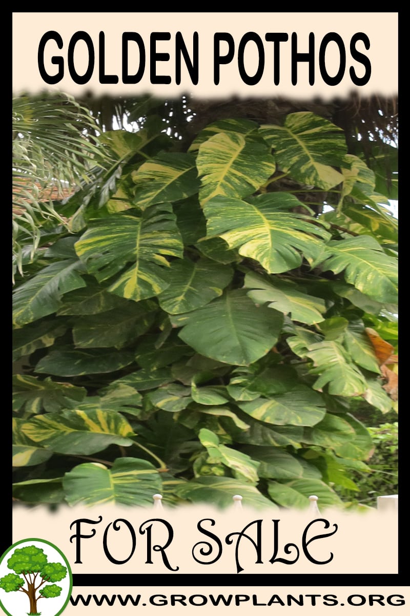 Golden pothos