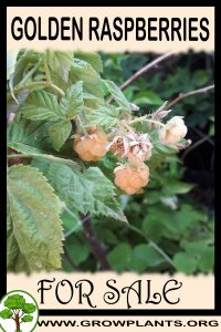 Golden raspberries for sale