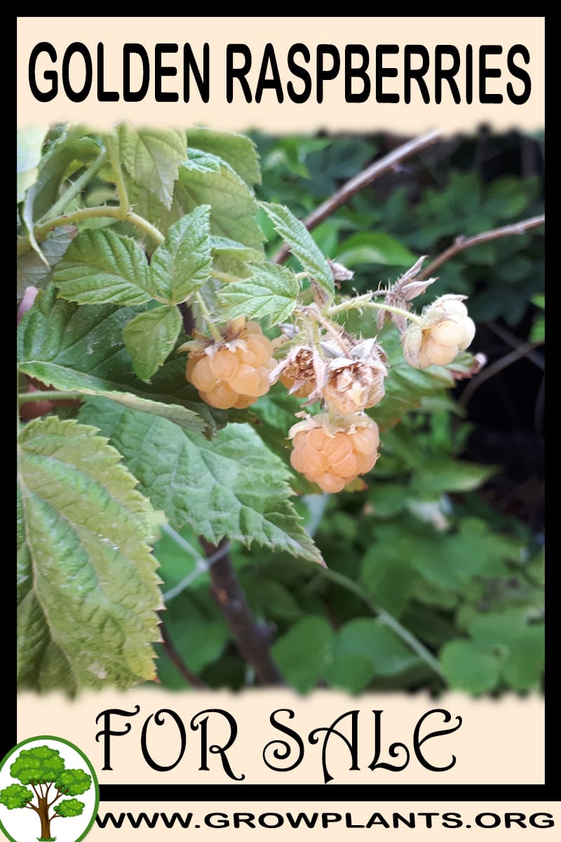 Golden raspberries