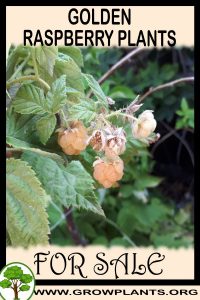 Golden raspberry plants for sale