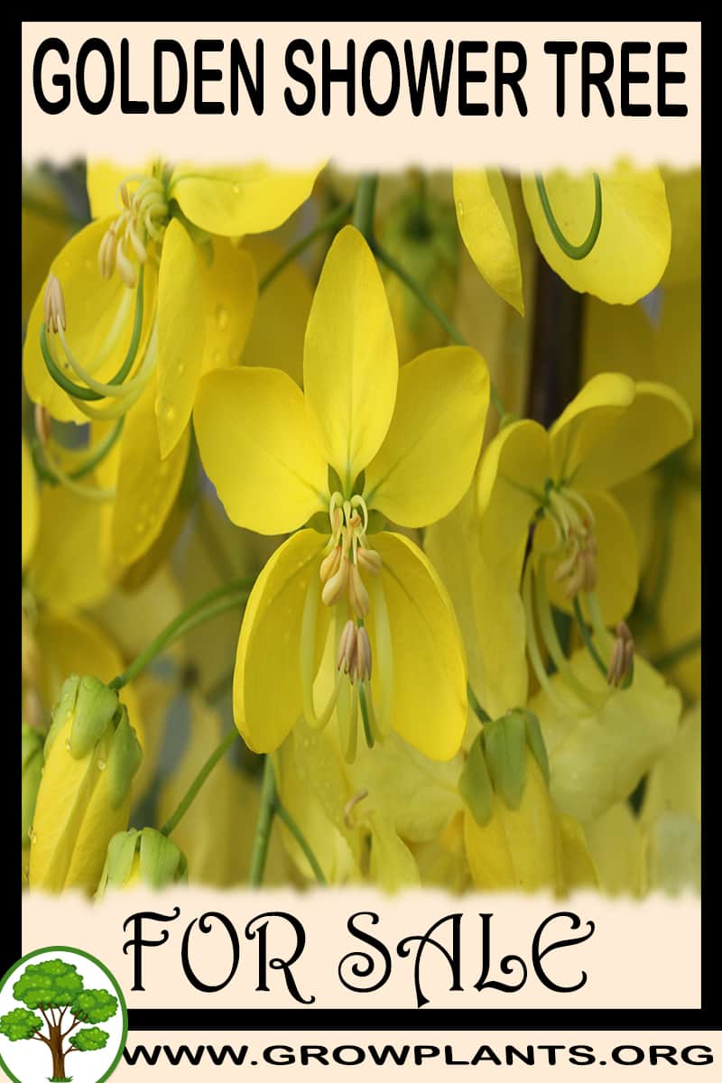 Golden shower tree