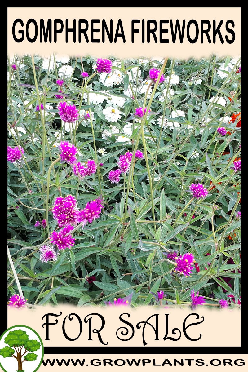 Gomphrena Fireworks