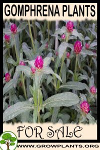 Gomphrena plants for sale