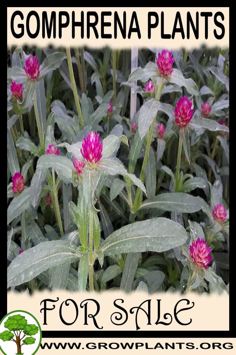 Gomphrena plants