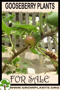Gooseberry plants for sale