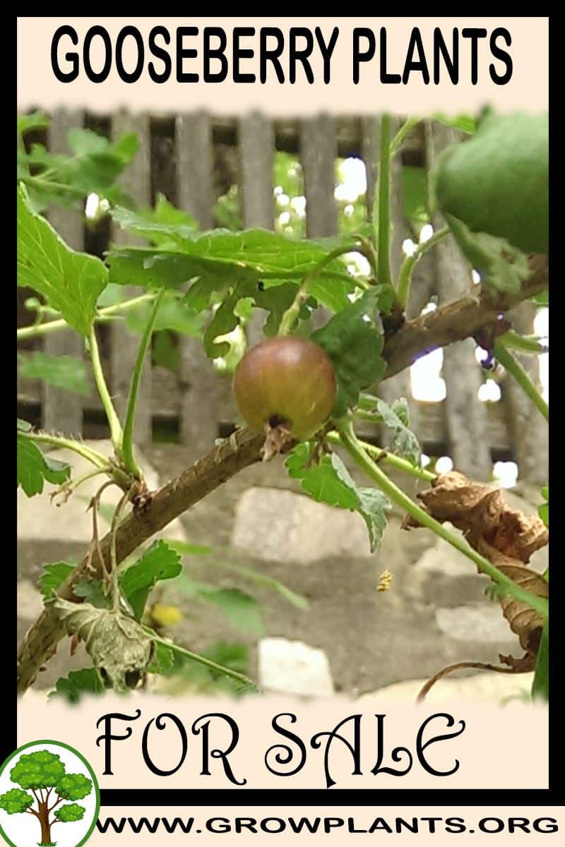 Gooseberry plants