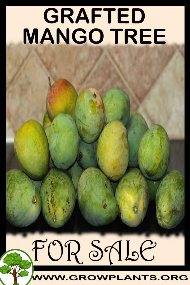Grafted Mango Tree