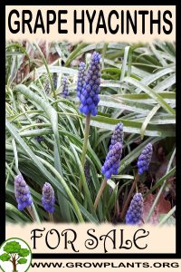 Grape hyacinths for sale