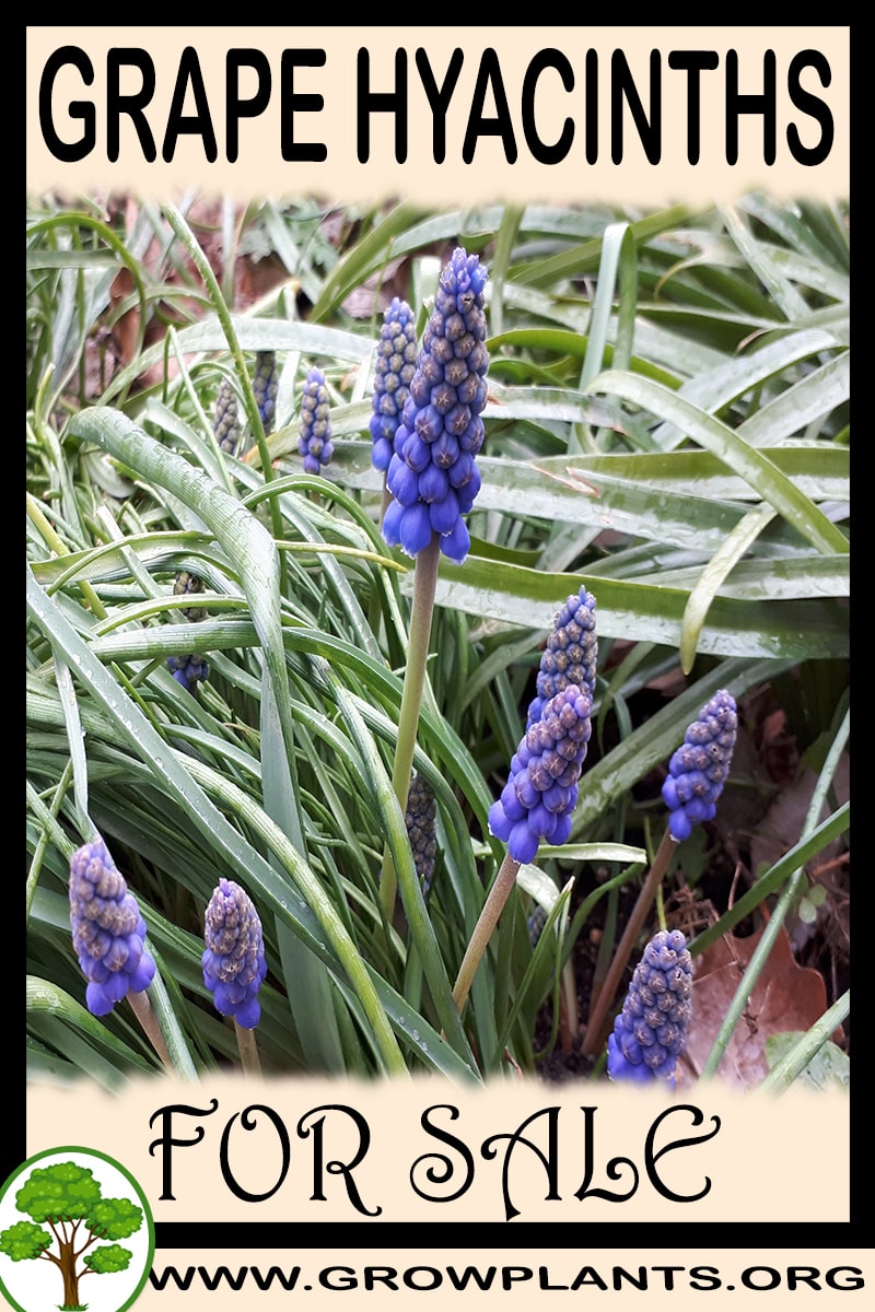 Grape hyacinths