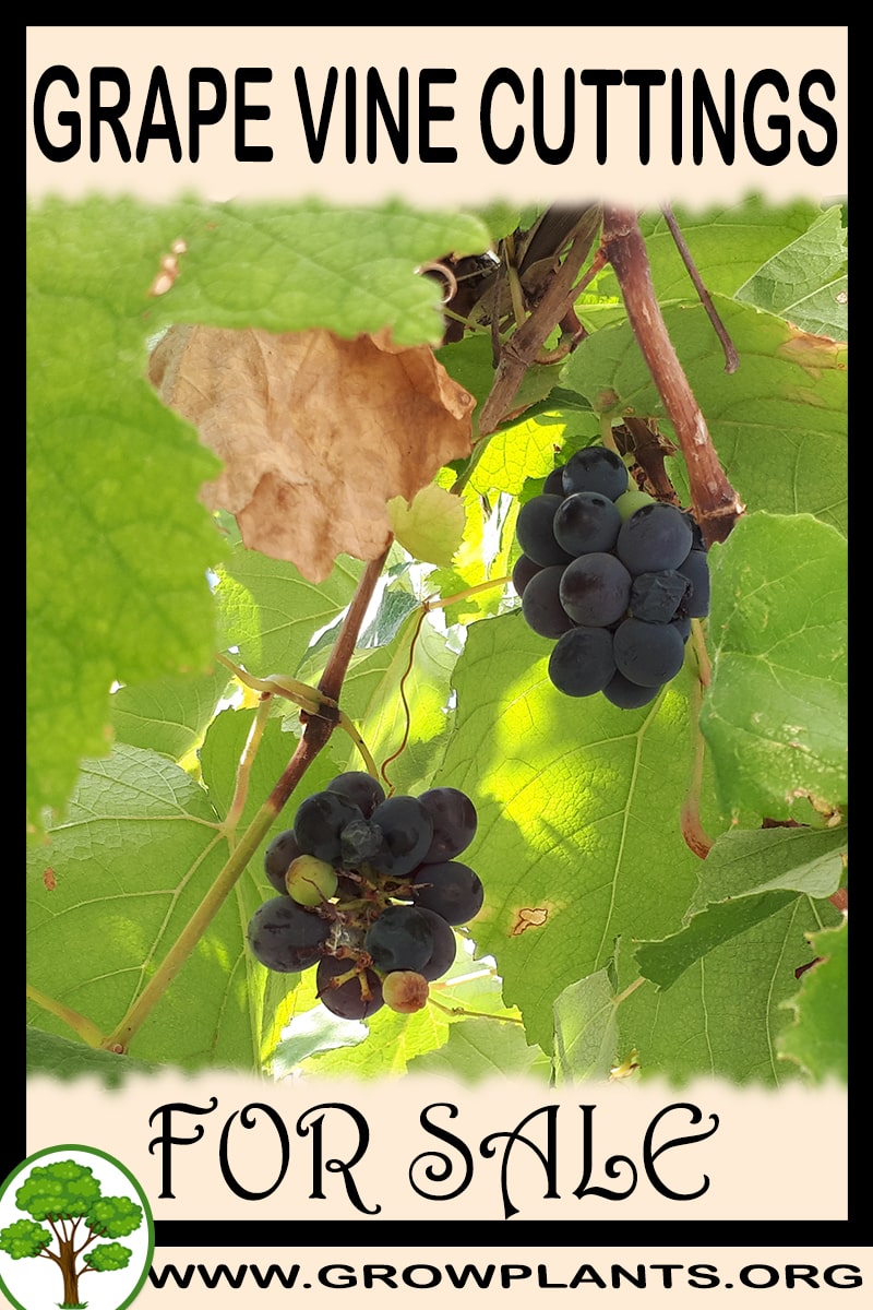 Grape vine cuttings