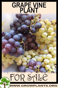 Grape vine plant for sale