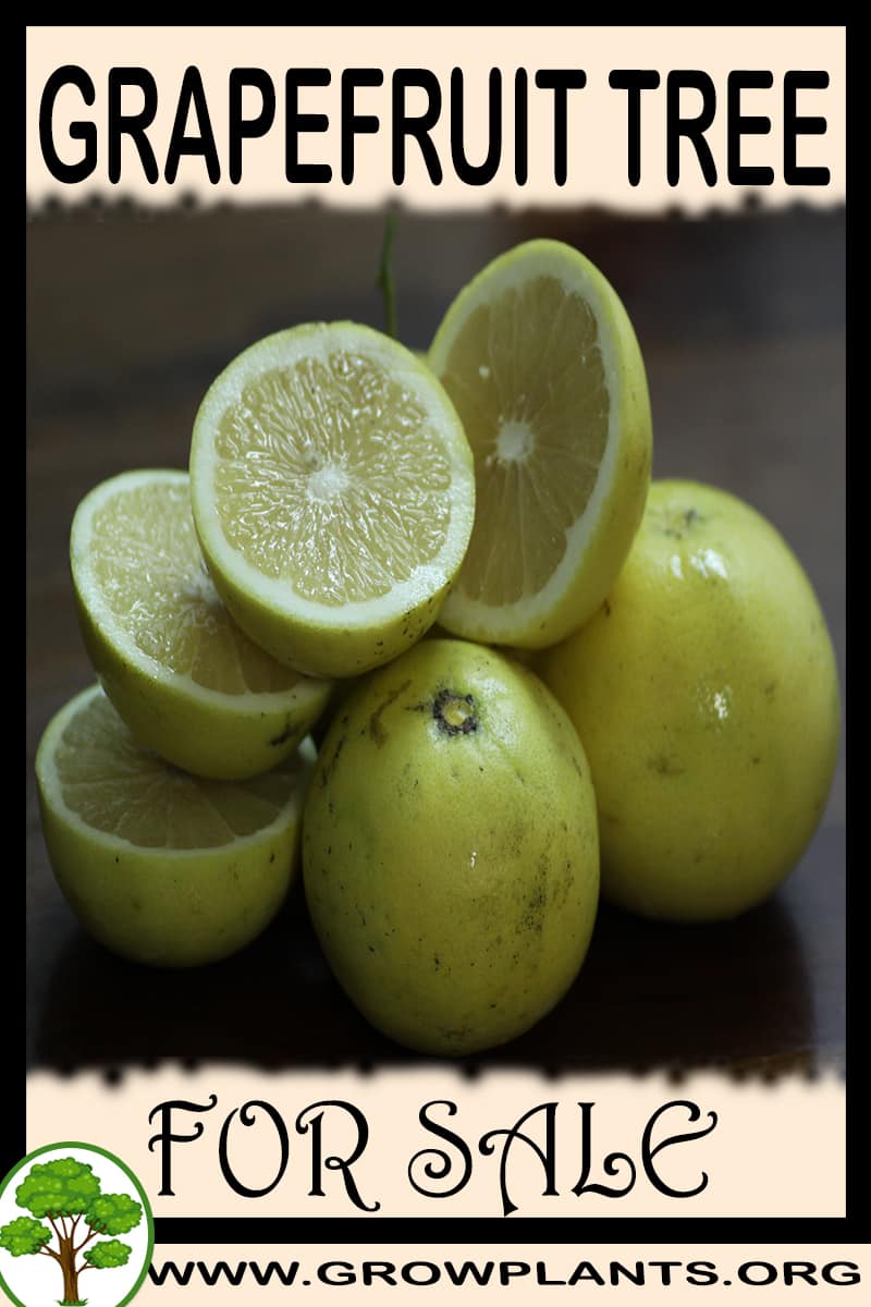 Grapefruit tree