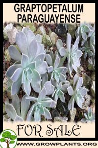 Graptopetalum paraguayense for sale