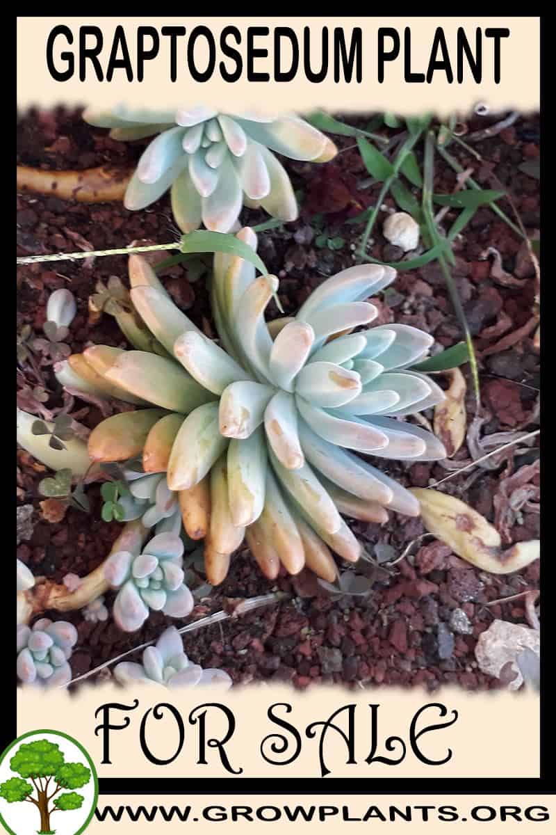 Graptosedum