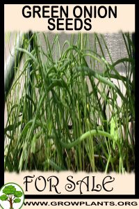 Green onion seeds for sale