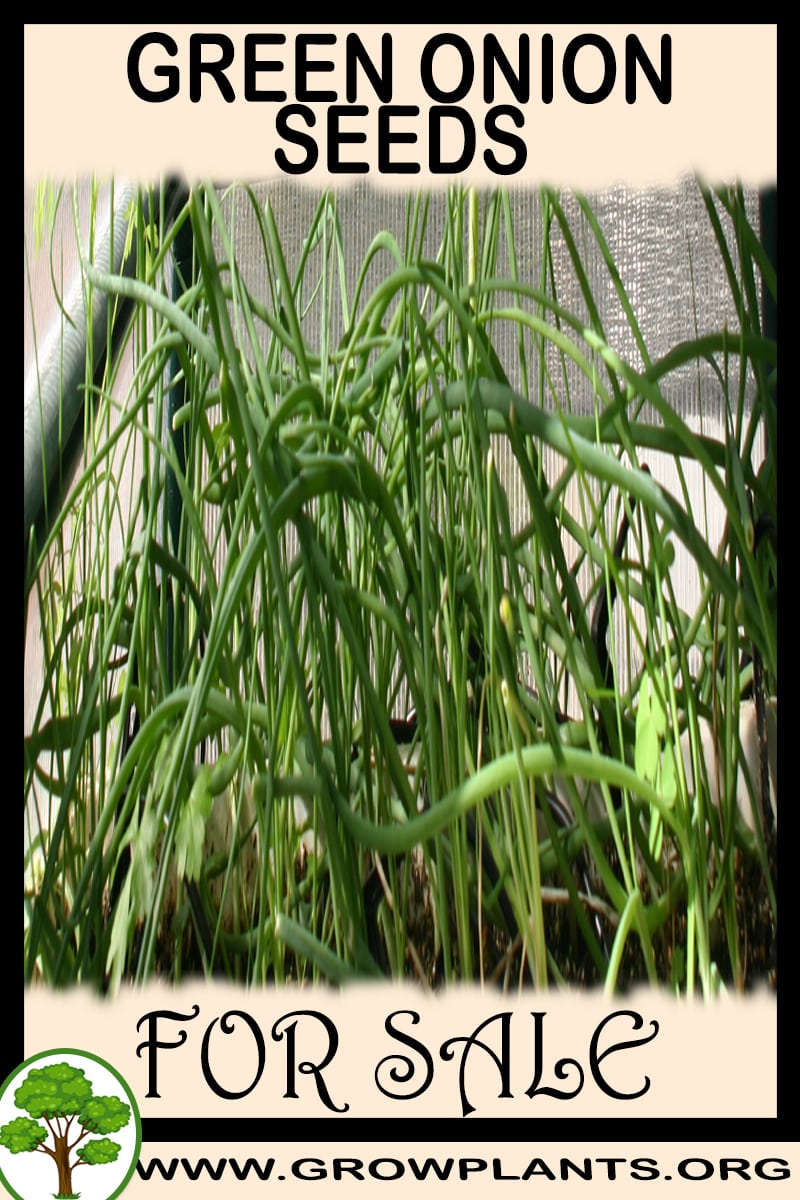 Green onion seeds