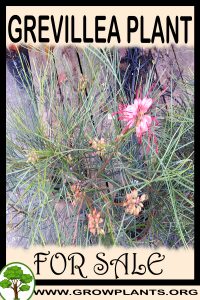 Grevillea for sale