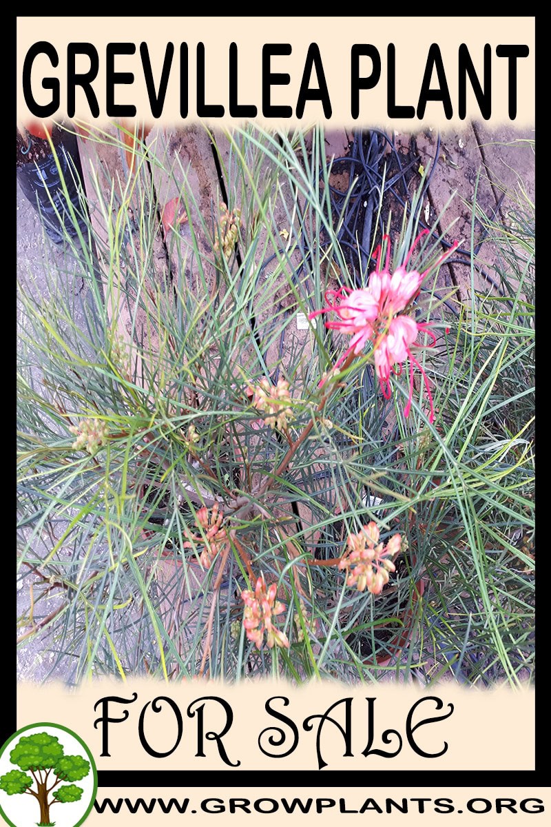 Grevillea