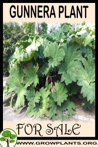 Gunnera for sale