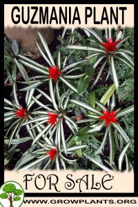 Guzmania for sale