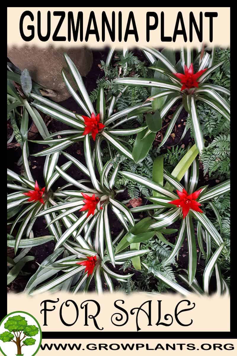 Guzmania