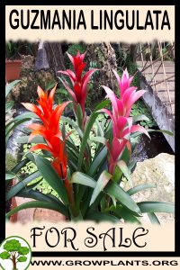Guzmania lingulata for sale
