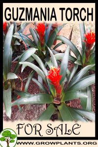 Guzmania torch for sale