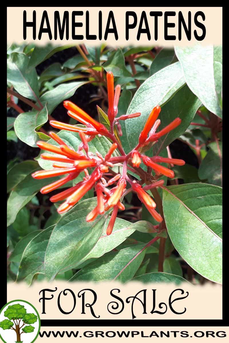 Hamelia patens
