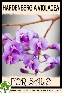 Hardenbergia violacea for sale