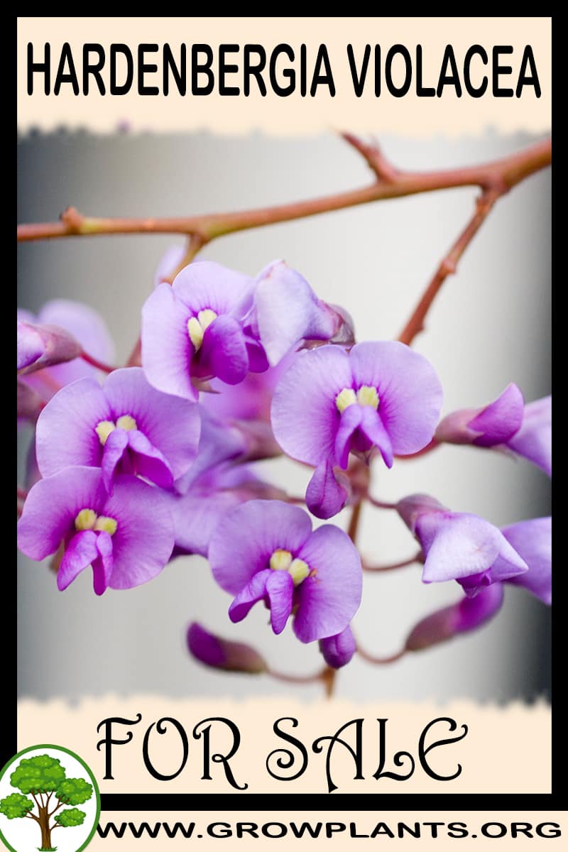 Hardenbergia violacea