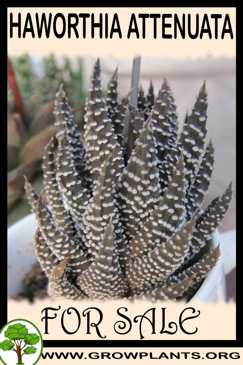 Haworthia attenuata