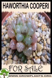 Haworthia cooperi for sale