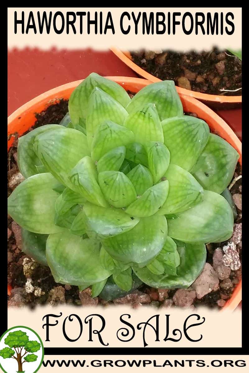Haworthia cymbiformis