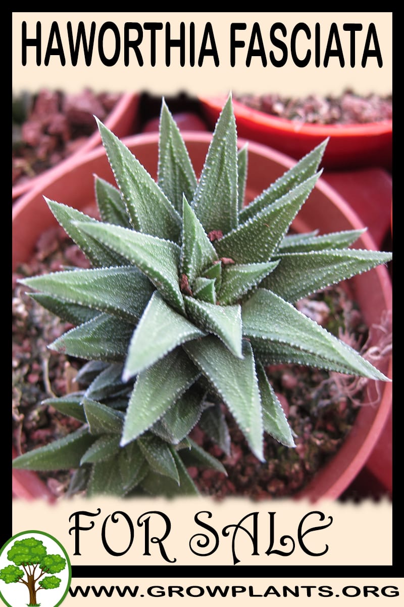 Haworthia fasciata
