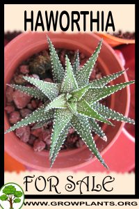 Haworthia for sale