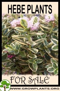 Hebe plants for sale