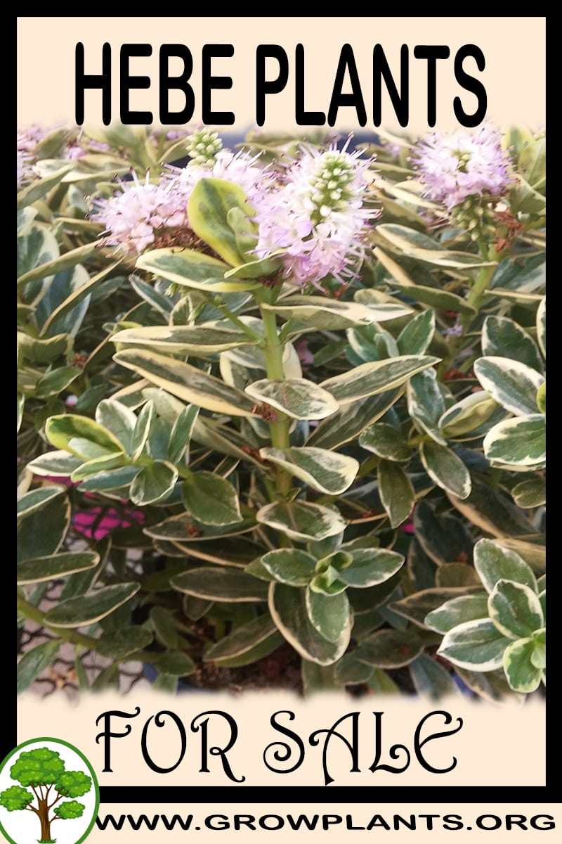 Hebe plants