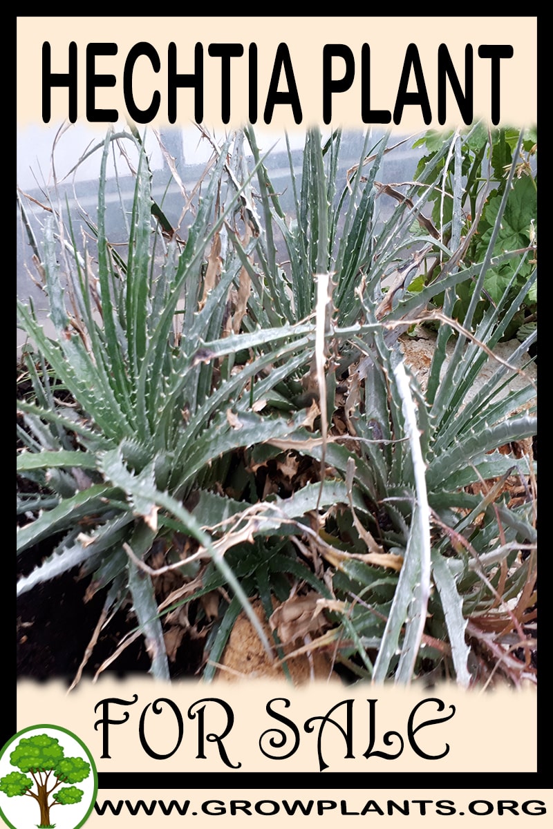 Hechtia