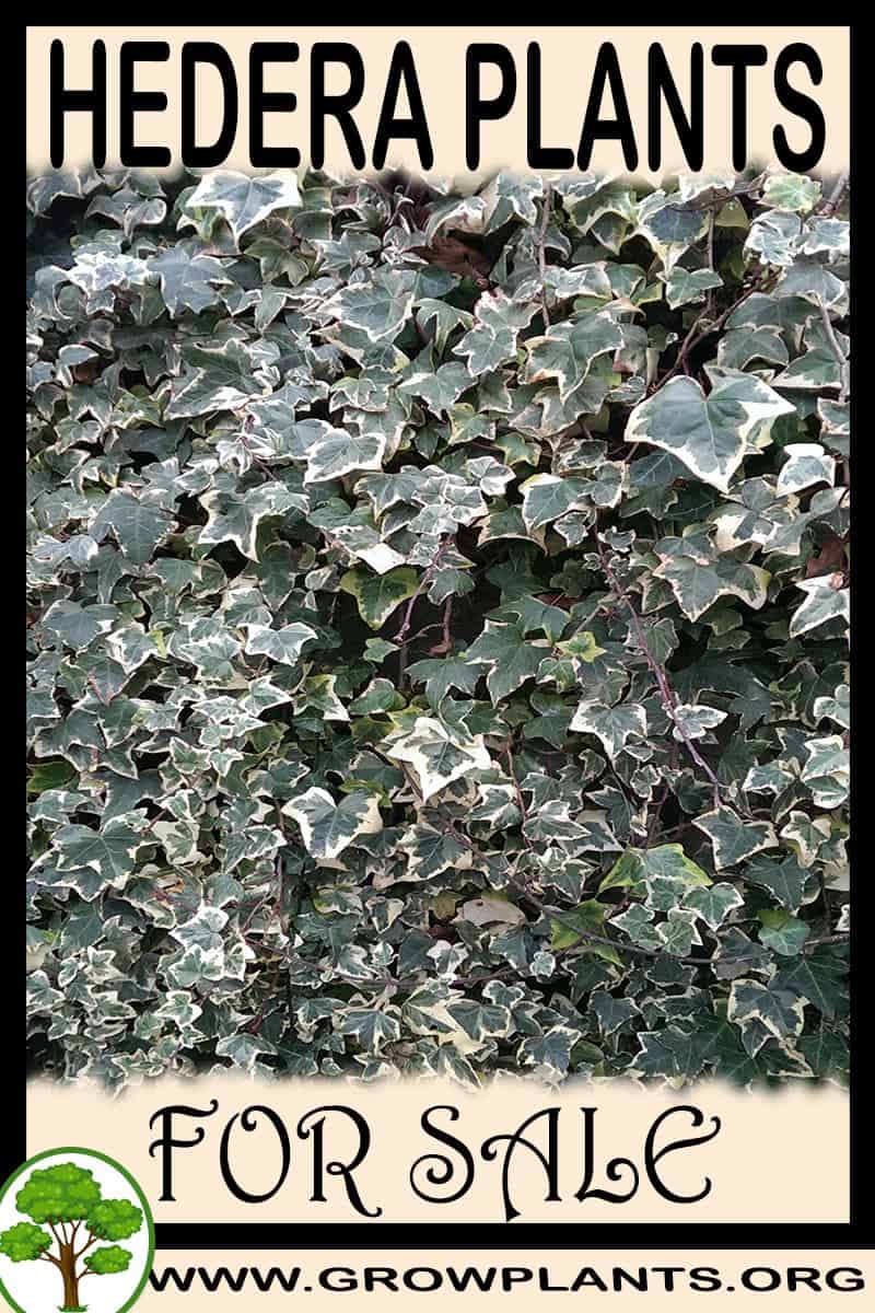 Hedera plants
